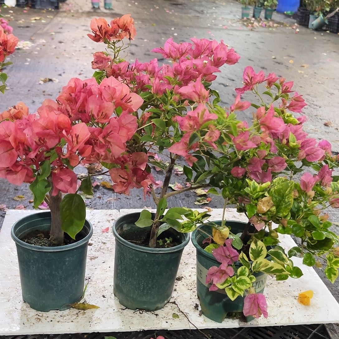 完全开放不甜西瓜，班叶米罗，卡亚塔