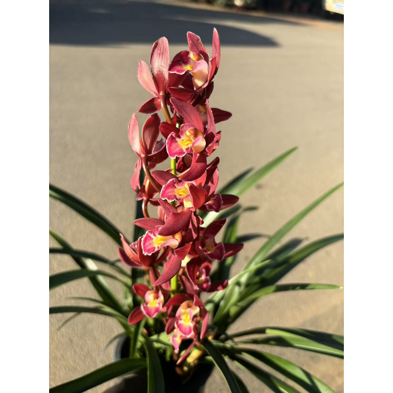 老黑家的蕙兰【红宝石】 带花苞 花剑 桌面款好养蕙兰盆栽