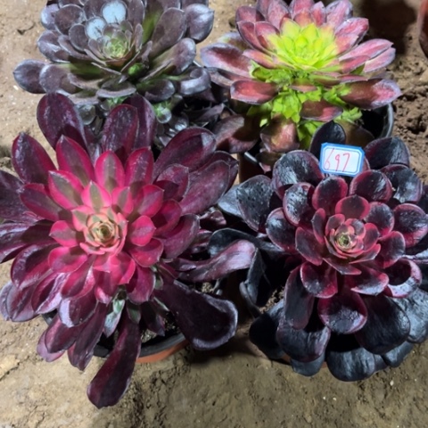 697多肉植物组合 