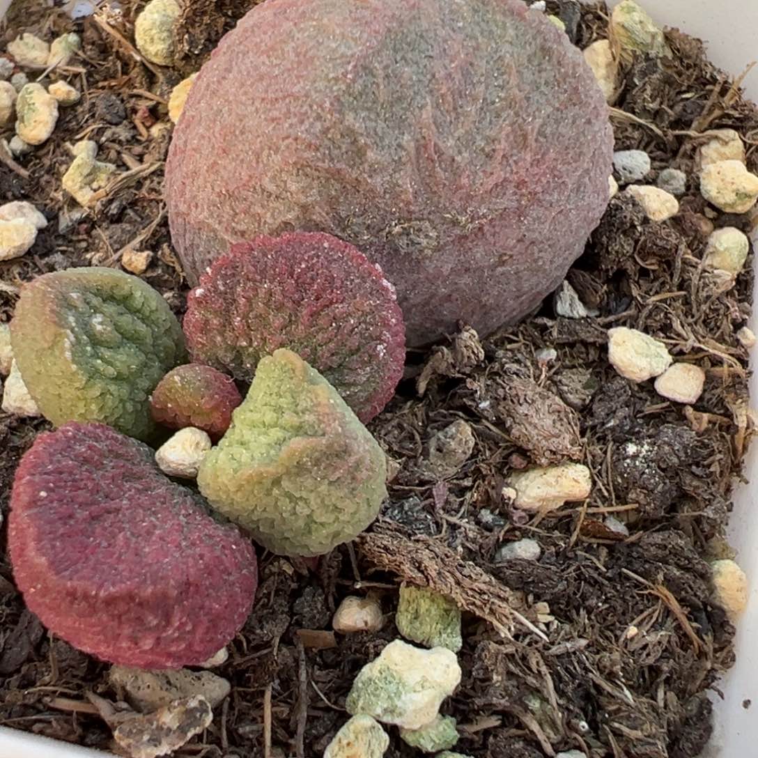 红烧肉大苗多肉植物水泡