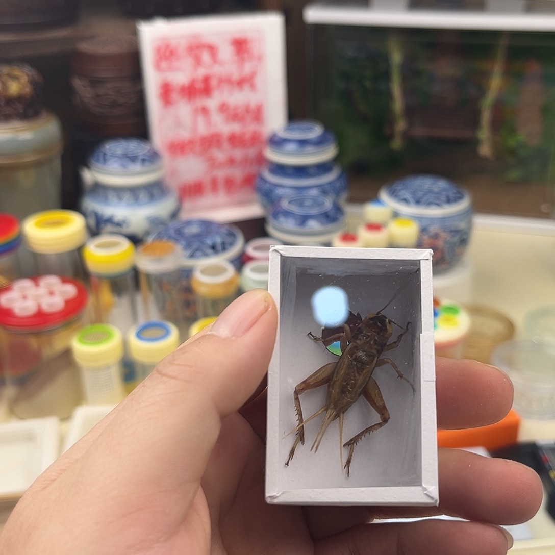 春***燕一条冰糖紫拍拍拍