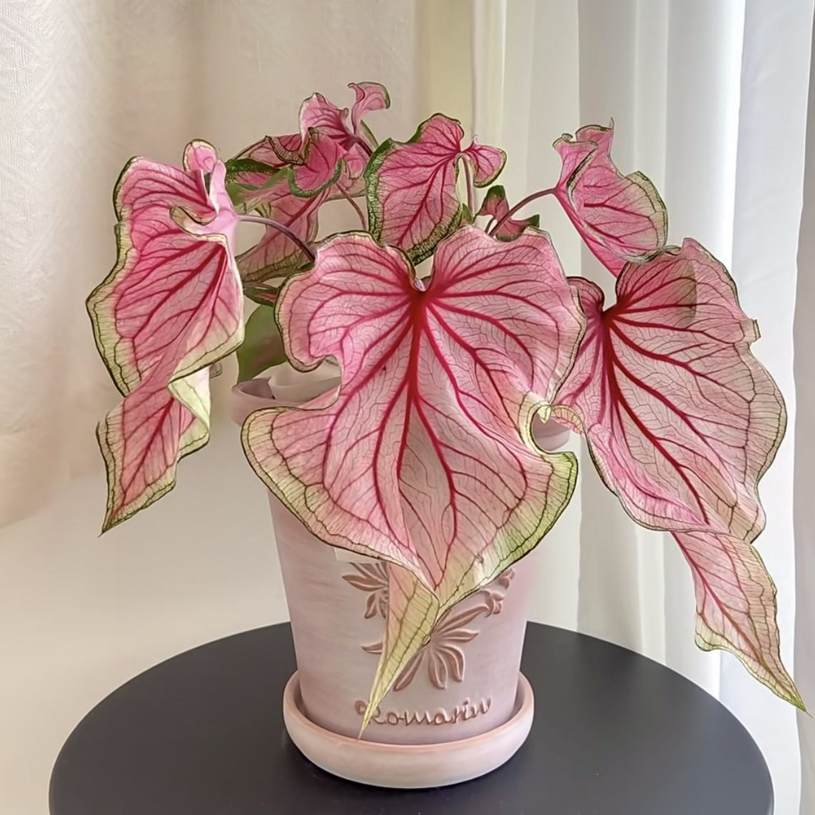 【130#佛罗里达甜心】会脸红的公主！原盆原土超级好养高端热植