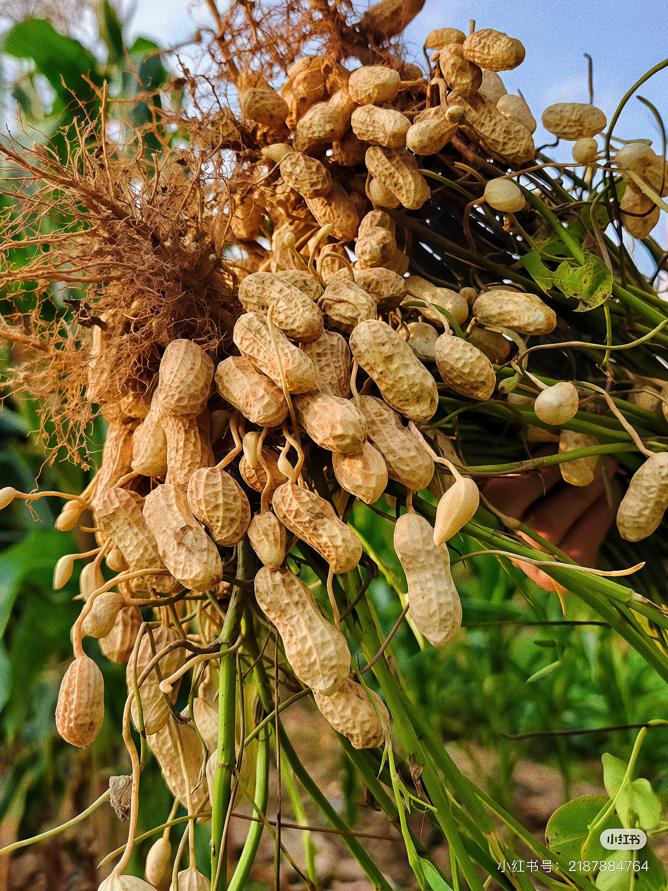 2025年当季新鲜带壳粉皮湿花生现挖现发可水煮生吃清脆爽口