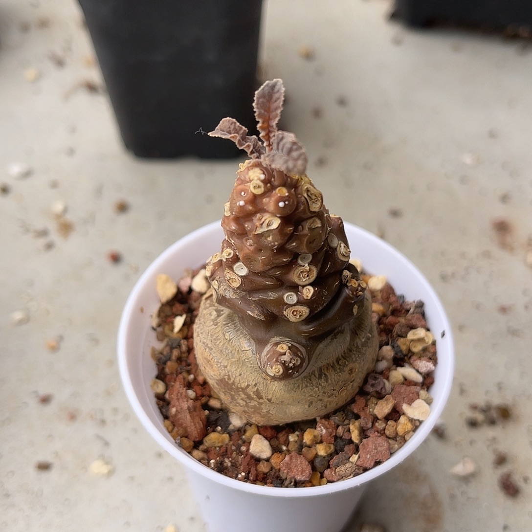 实生琉桑块根一物一拍