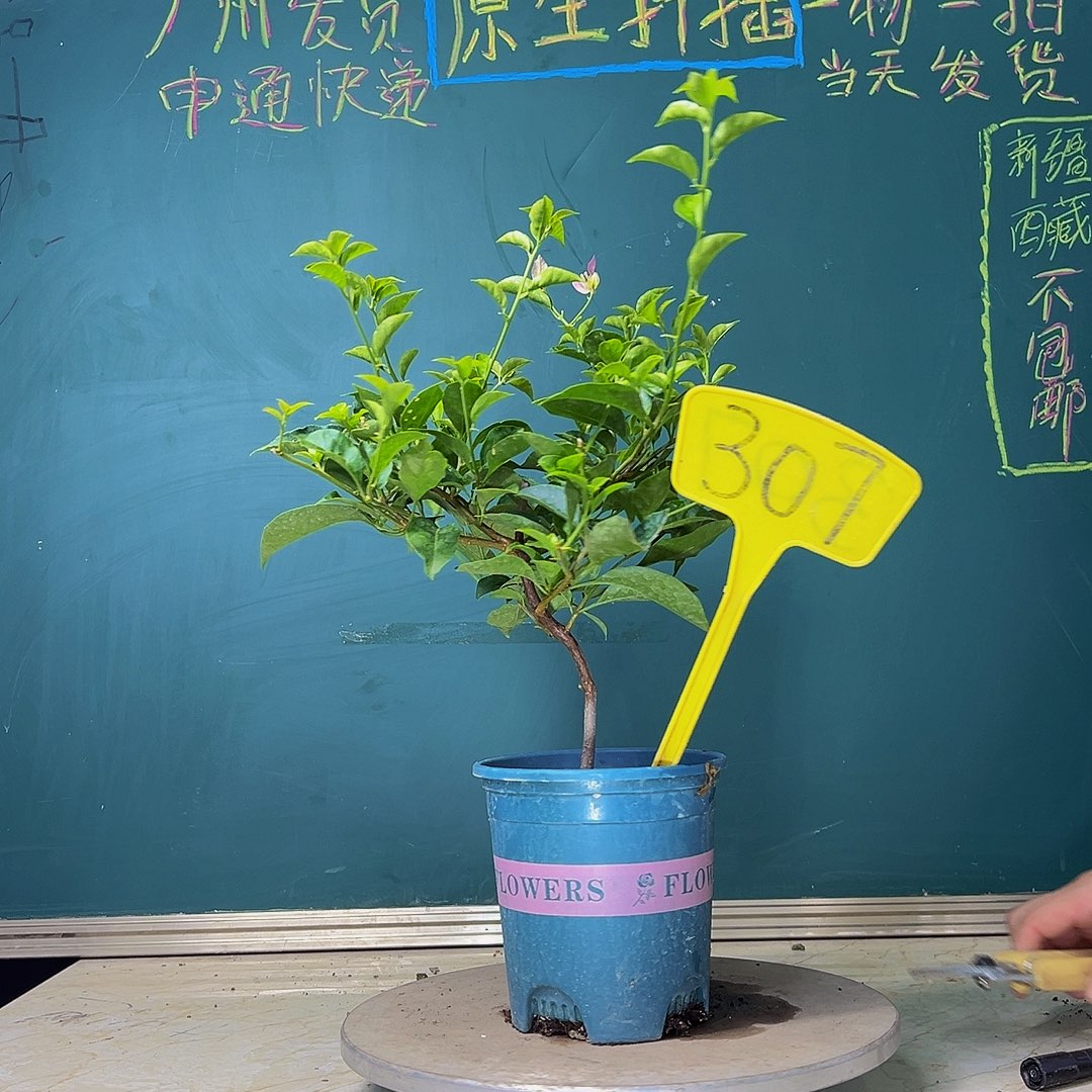 当前无花栽培后可以开花雪紫  307