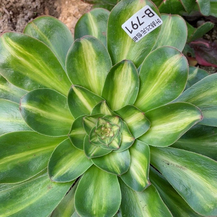 791艳资中班多肉12344678