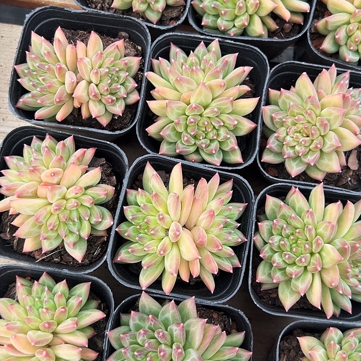 双头         甲骨文