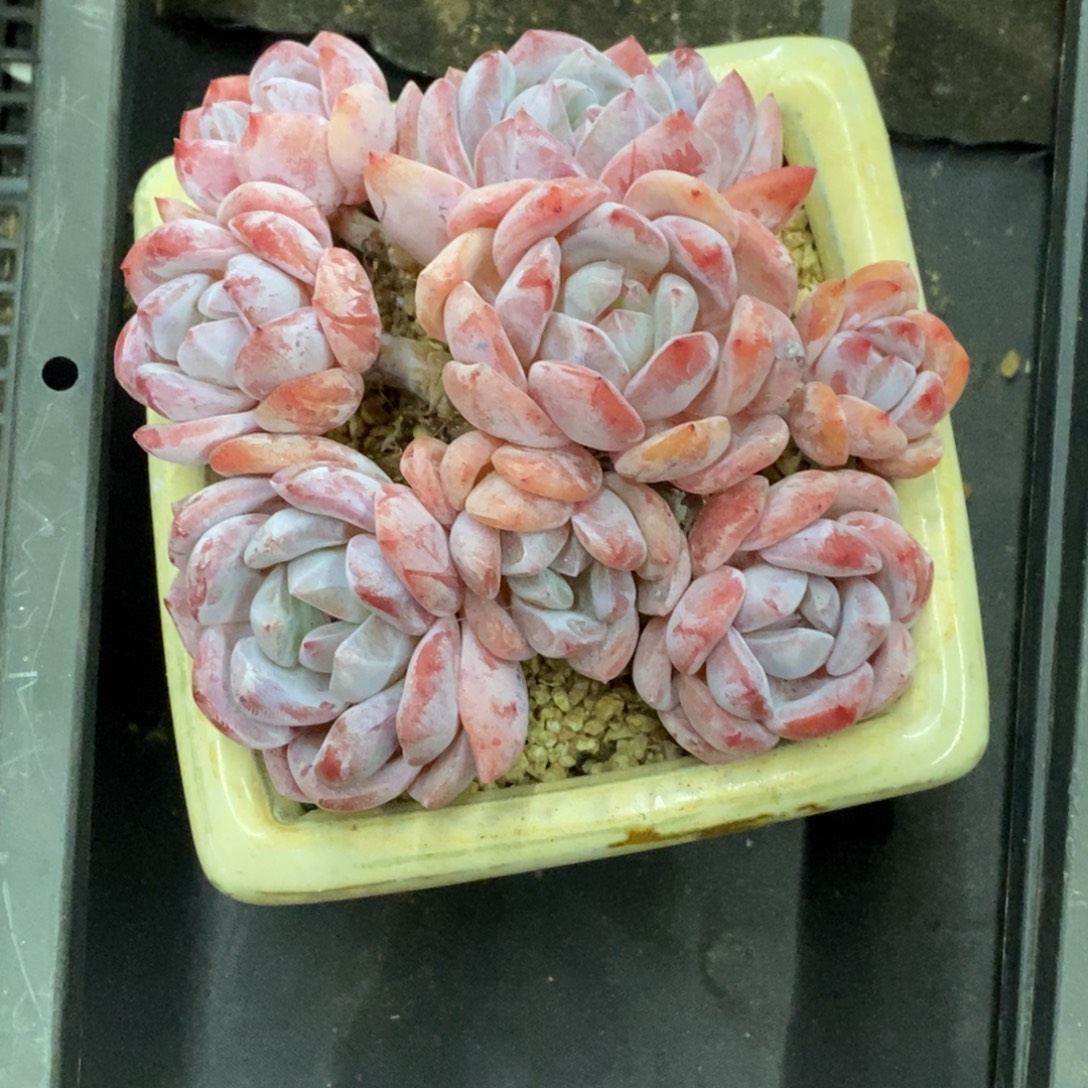 精品多肉一物一拍不包整391