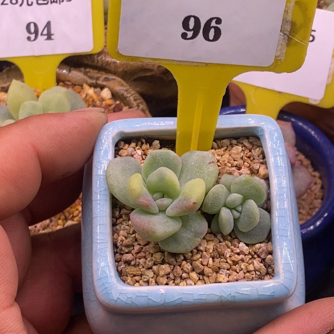 596冰玉石化锦多肉植物 