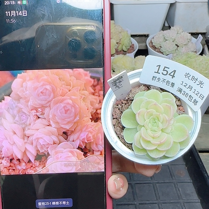 1212-154蜜桔23-1麦杆