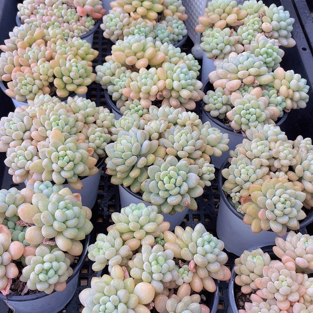 量拍22号 鱼子酱多头大群生一个