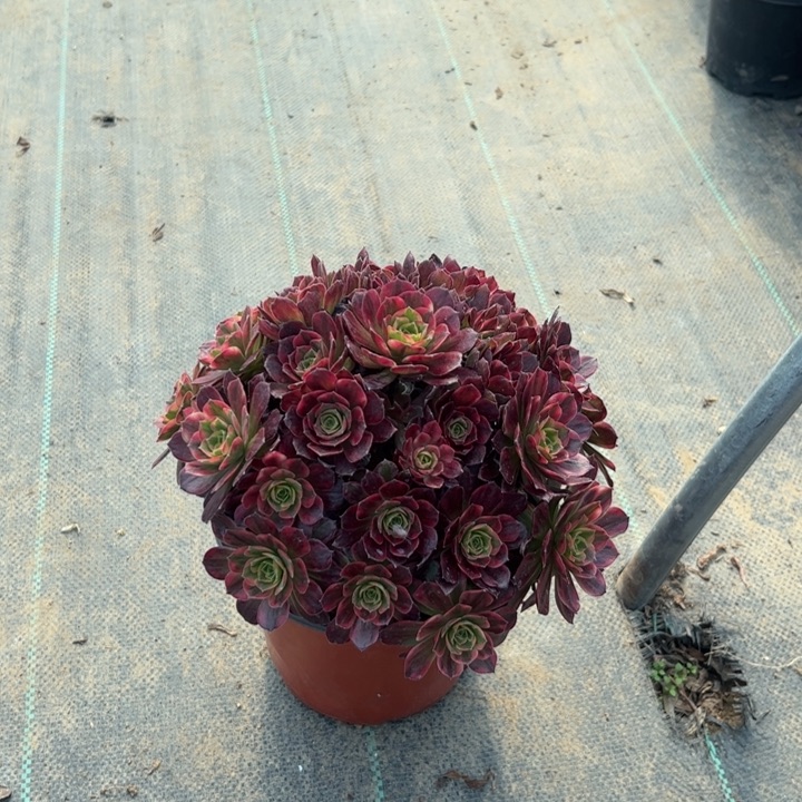 14安娜多肉多肉多肉多肉