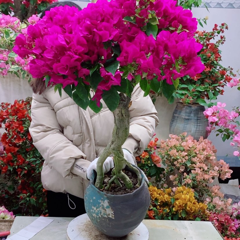 【闪购商品】完全开放