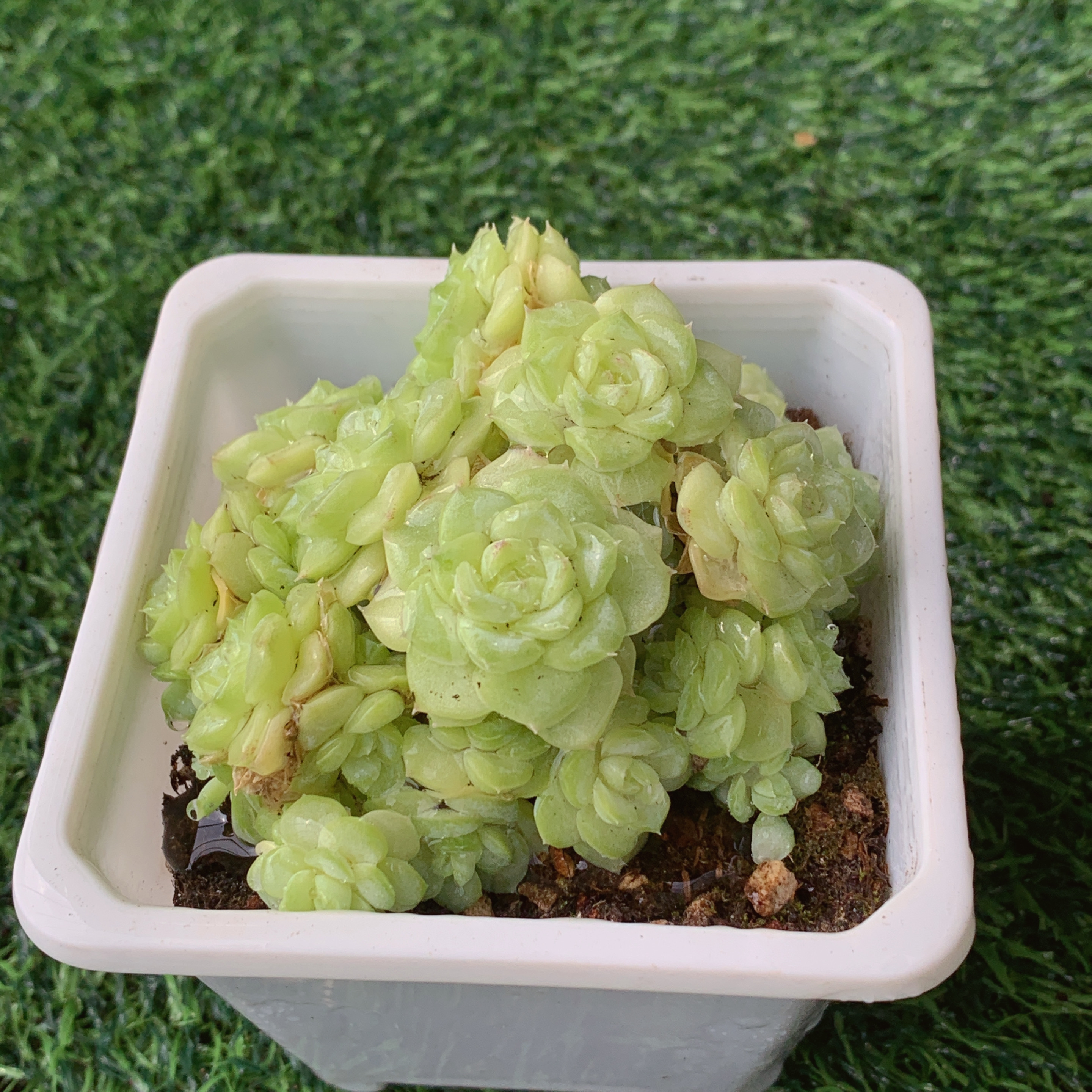 白天鹅群【花界草堂】精品多肉阳台盆栽新手易养双11一单包邮