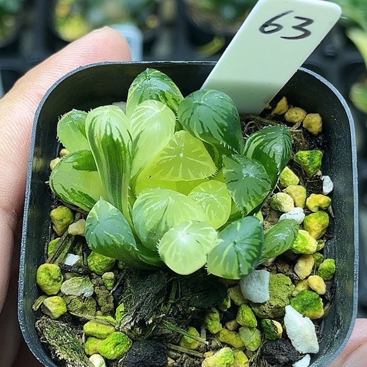 63N1关东大紫玉露锦