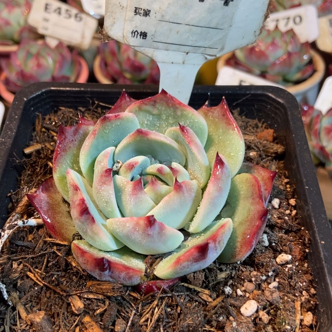 惊鸿一瞥444号多肉