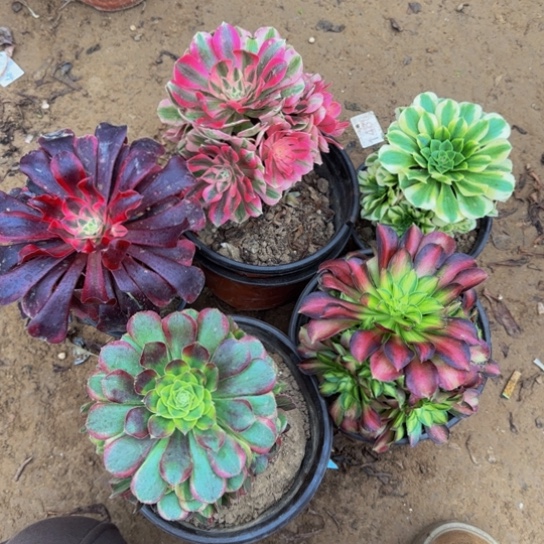 法师5棵19.8多肉植物