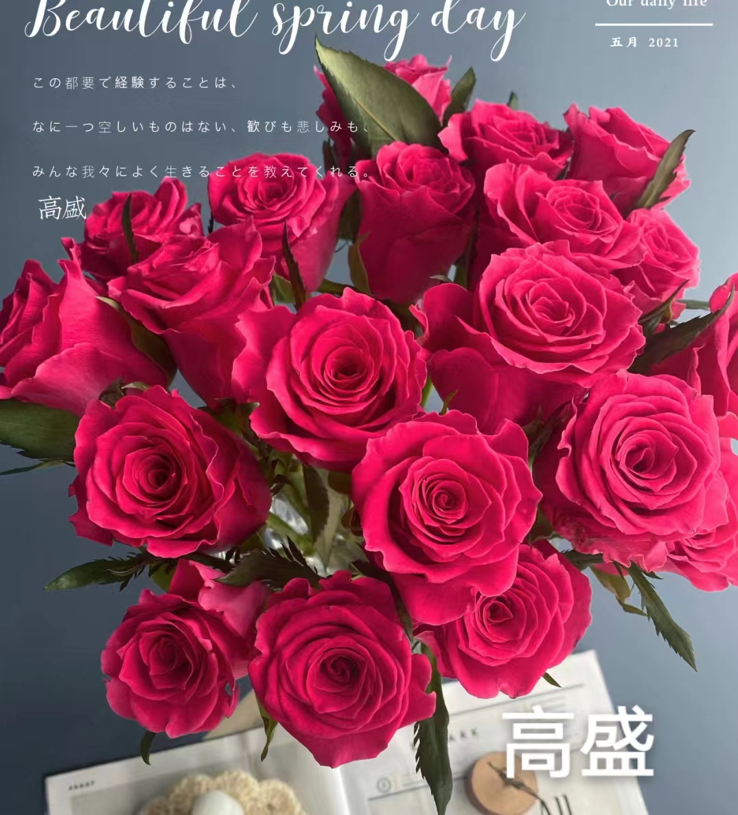 高盛中苗浓香月季