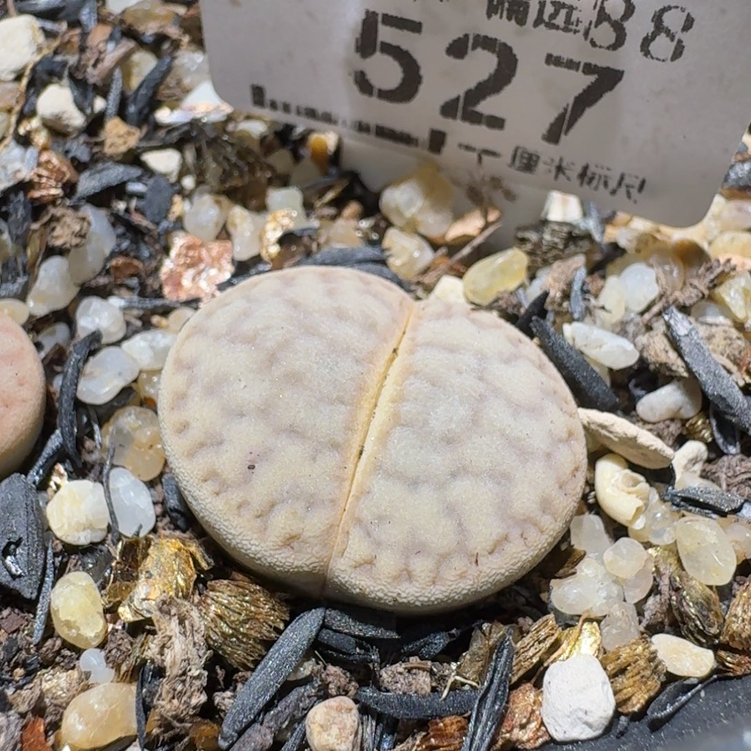 S便宜了很多来买527猪皮