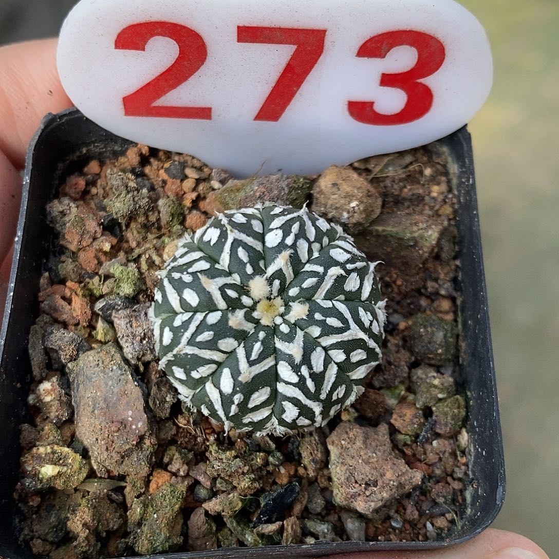 273v兜系列福利来啦