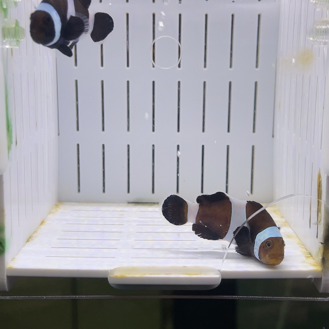 海水鱼澳黑小丑鱼