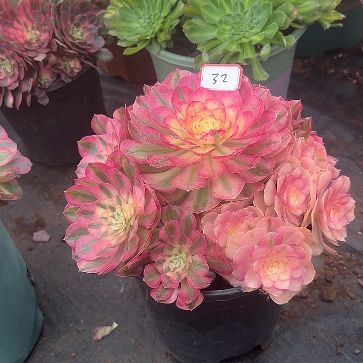 精品多肉植物0032