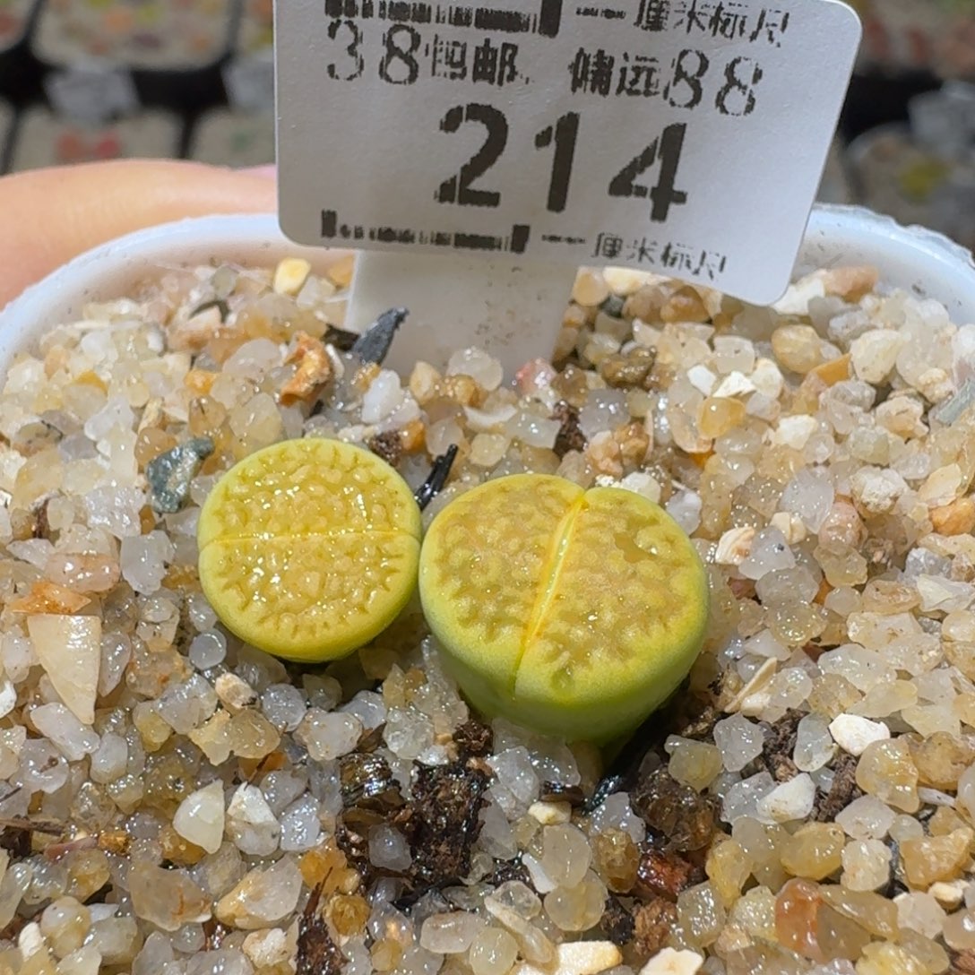 Sss冬天真便宜啊214