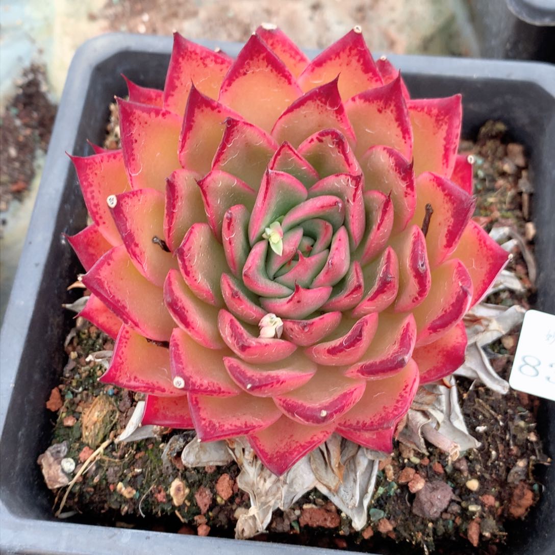 8314杂交多肉植物基地