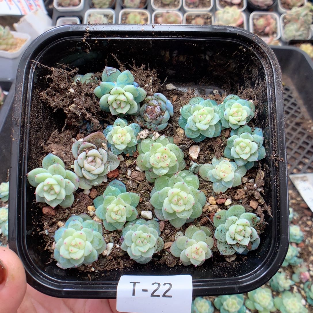 无花朵T22英语英语