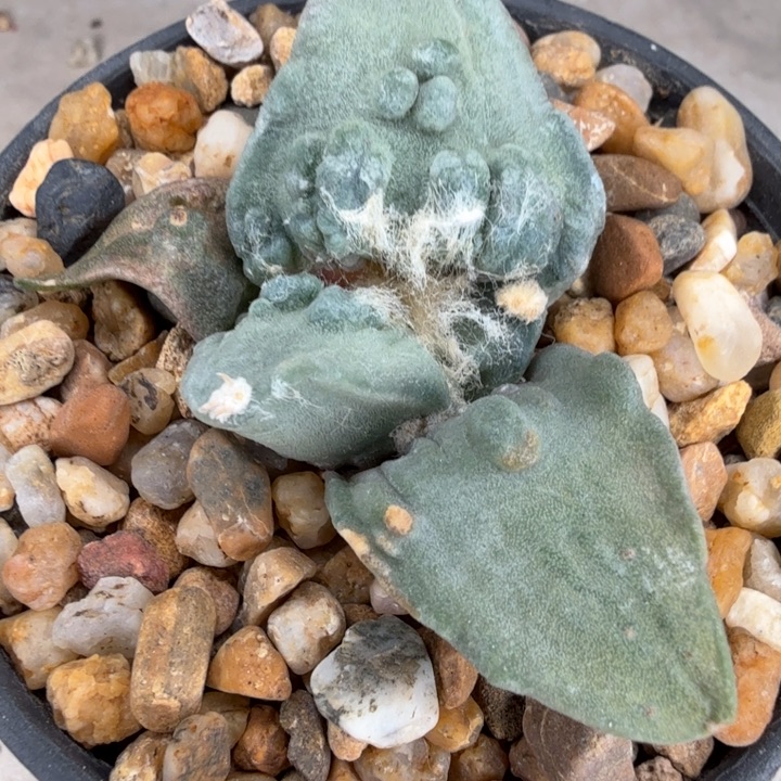 边境老头的大型血怒千里马苗