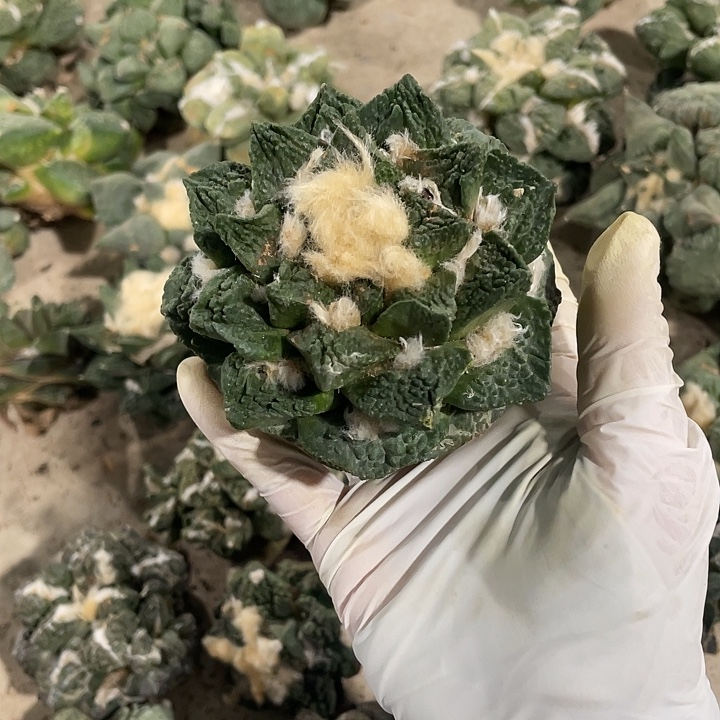 自根龙角龟甲杂特价