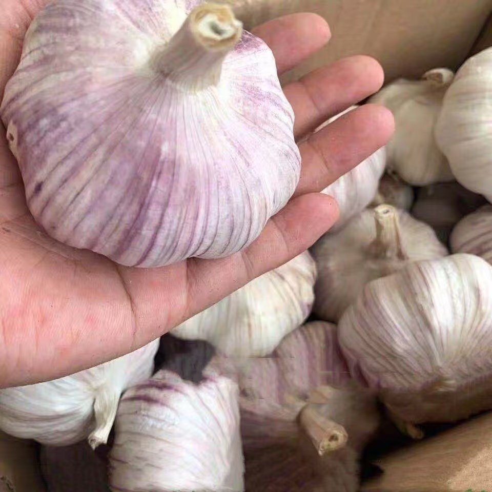 大蒜 1斤 农家好货  
