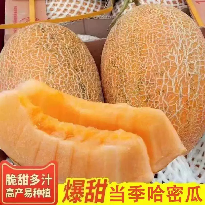 【明天到】LZJ正宗新疆哈密瓜新鲜水果3-11斤1-2个装吐鲁番金色年华黄皮火焰网纹蜜瓜新疆维吾尔自治区
