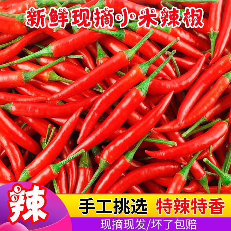 R3云南正宗小米辣新鲜现摘魔鬼辣超辣爆辣可用于泡椒餐饮优质辣椒