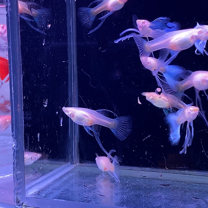 孔雀鱼蓝白 西6母4公长公