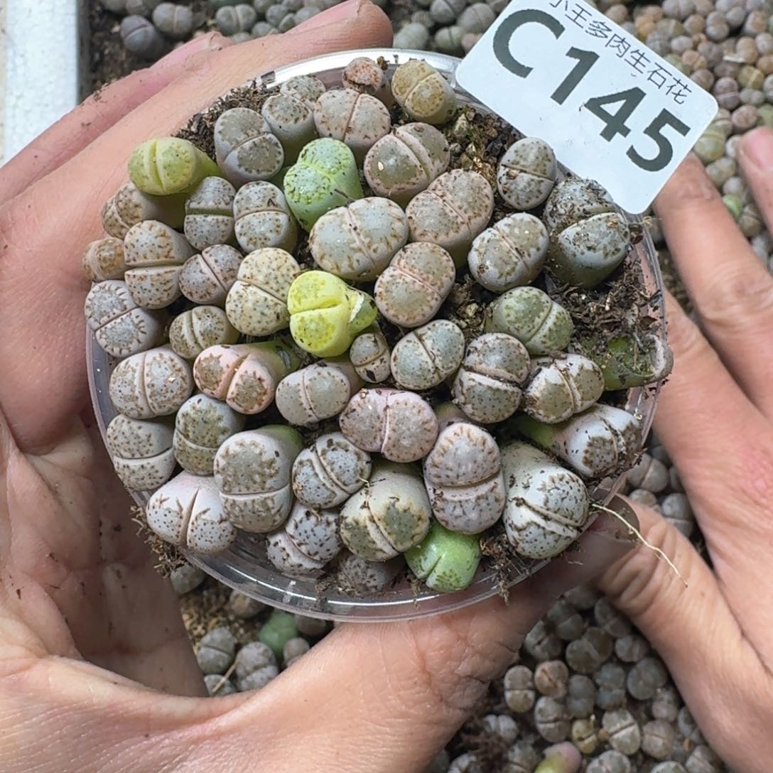 C145。饼干一盒。腿稍微长