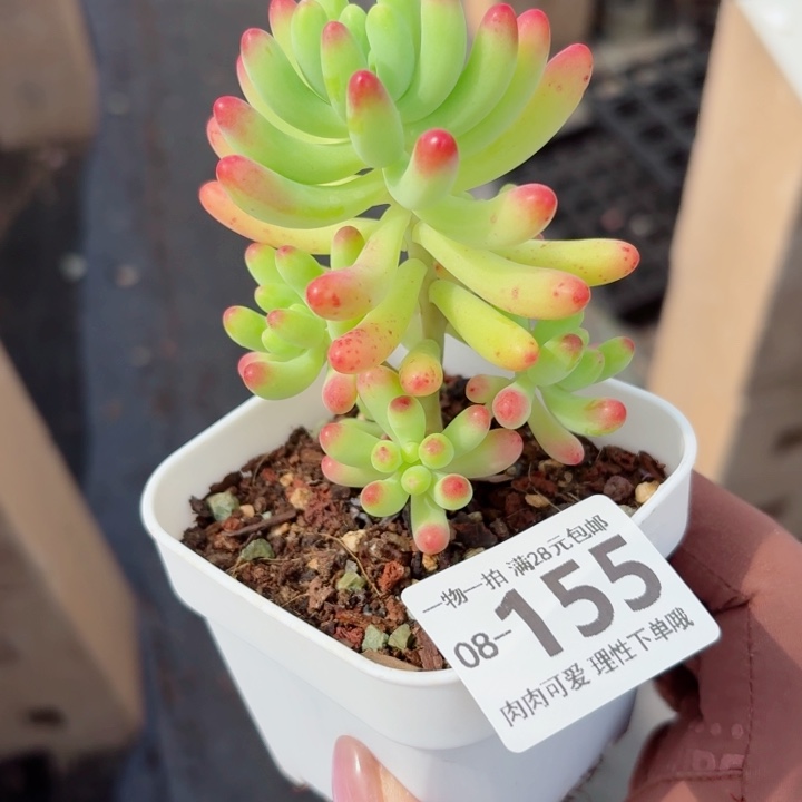 果冻乙女心无盆土发货多肉