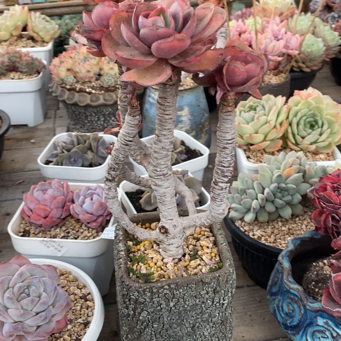 多肉群漂亮的 瑕疵