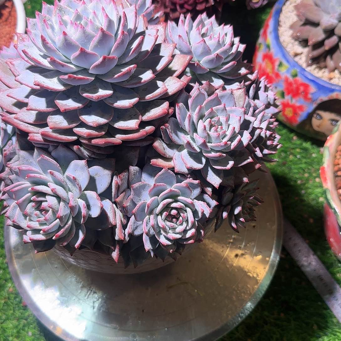 多肉植物一物一拍