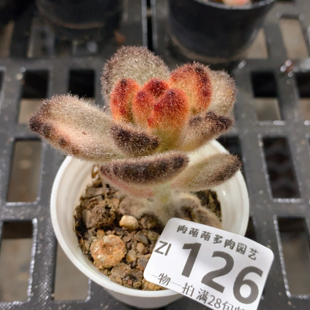 肉萌萌拇指盆精控多肉ZI126