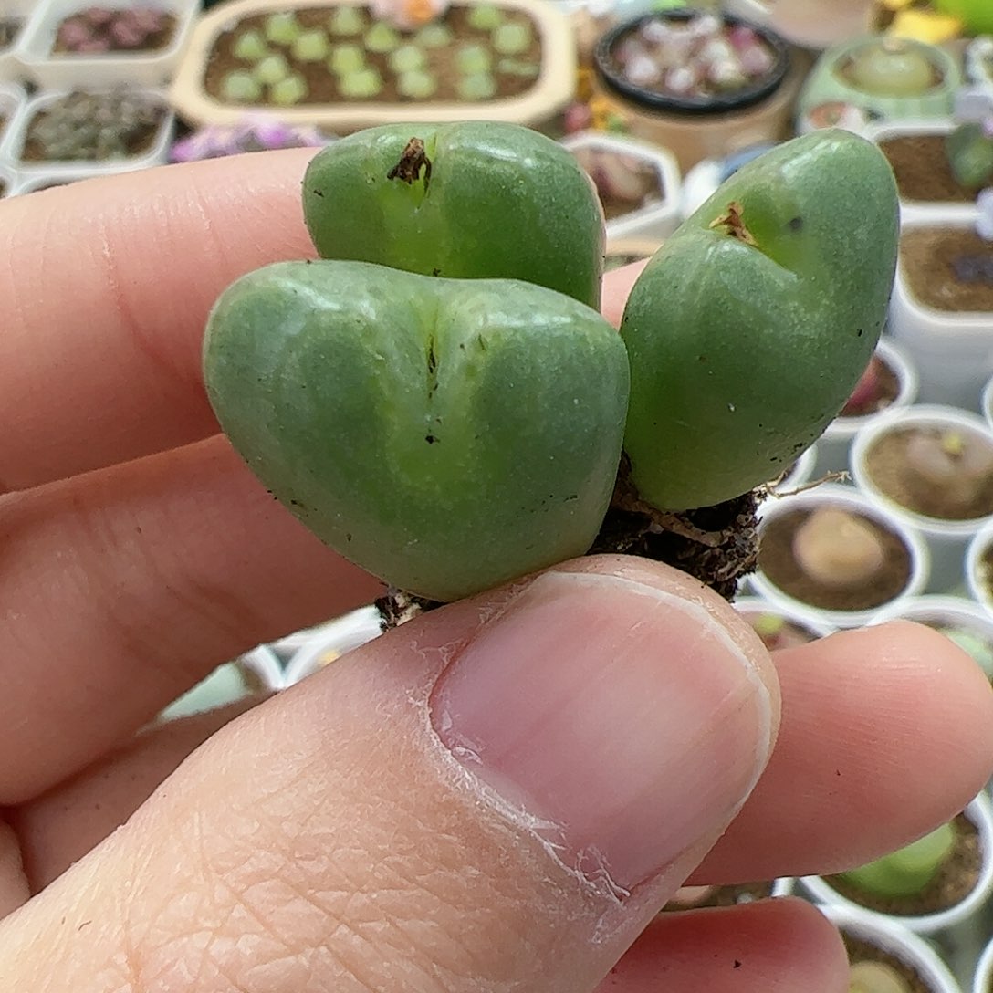 【闪购商品】281 开播福利