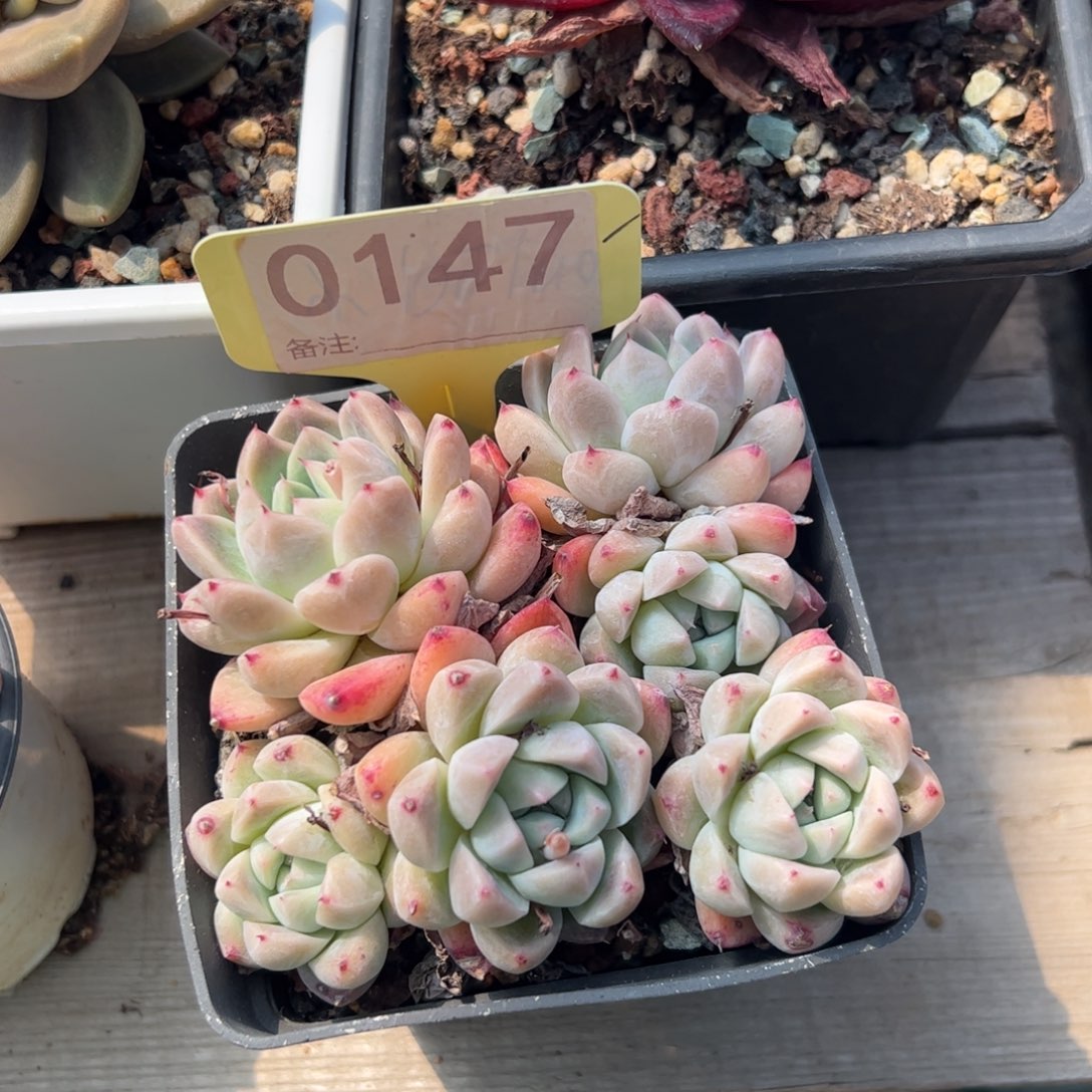 阿尔巴家人群生多肉植物