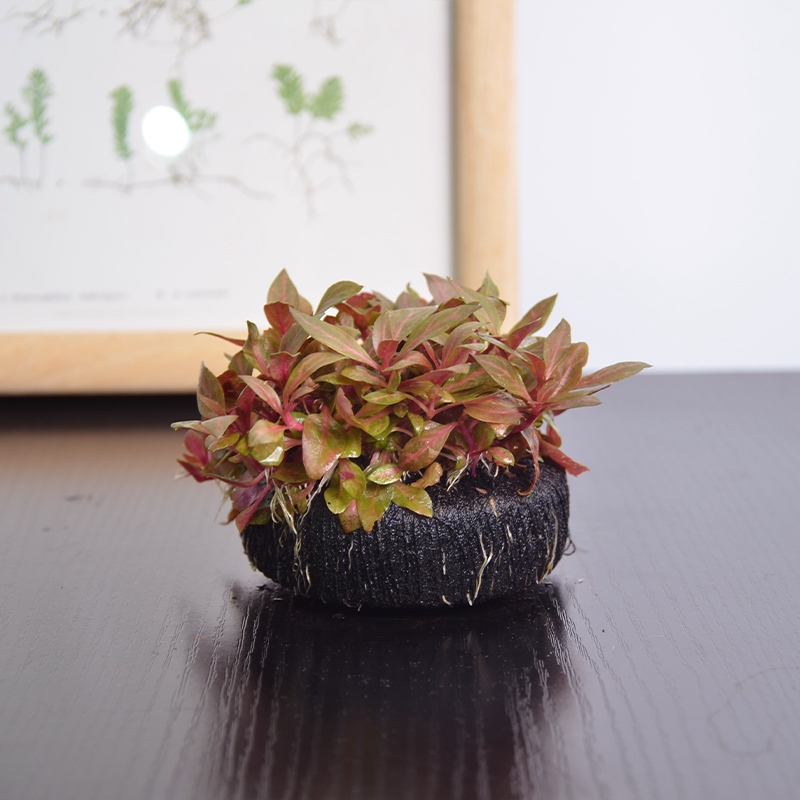 【红色水草】新手坨草水草鱼缸造景水草中后景草生态水草