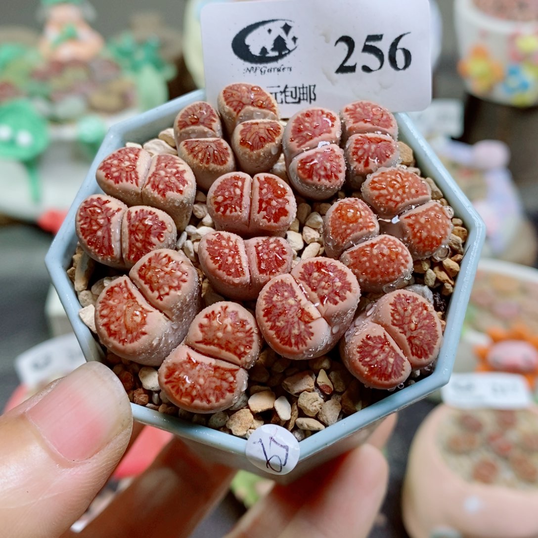 生石花花花花花花花256