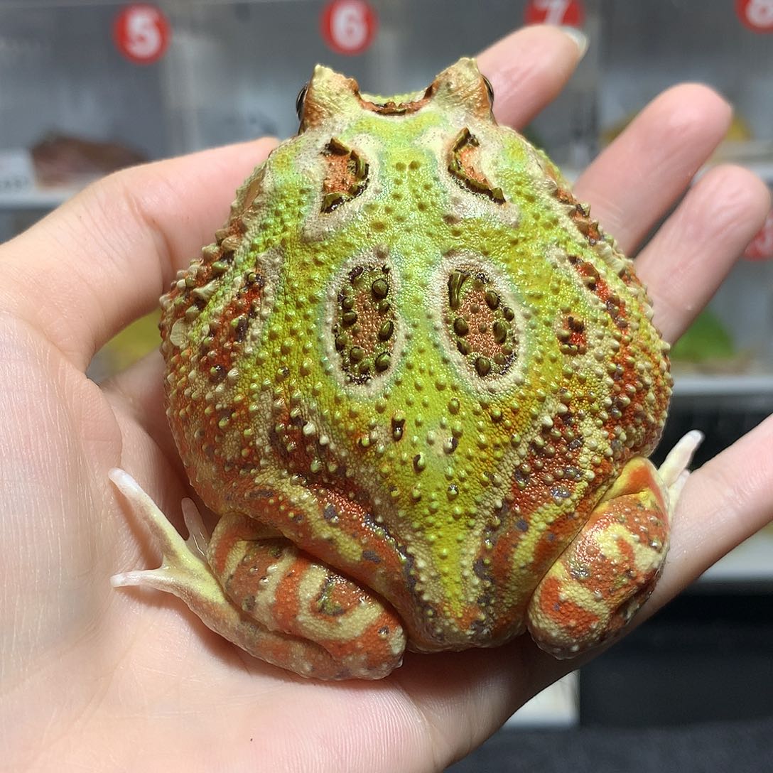 咕***咚角蛙2437微微瑕大双色