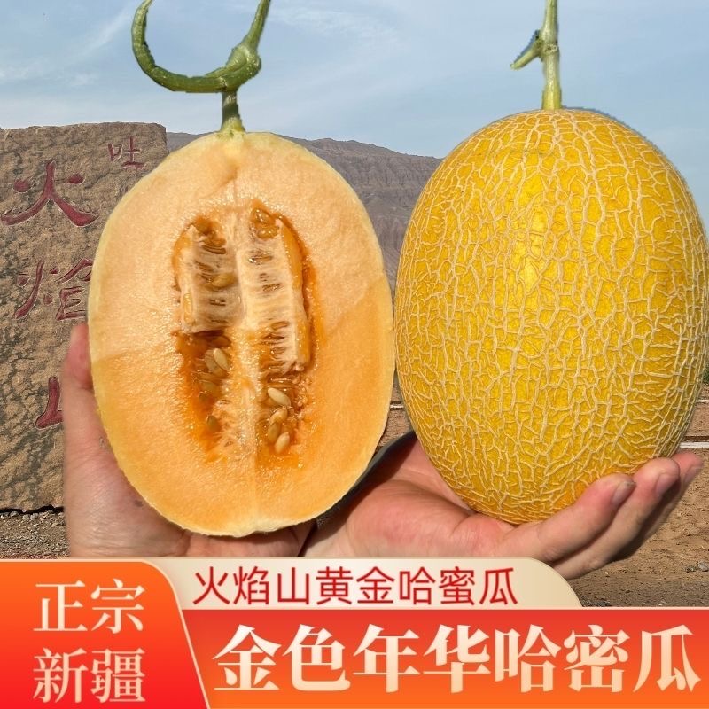 【顺丰包邮】正宗新疆吐鲁番哈密瓜金色年华当季新鲜脆甜多汁水果