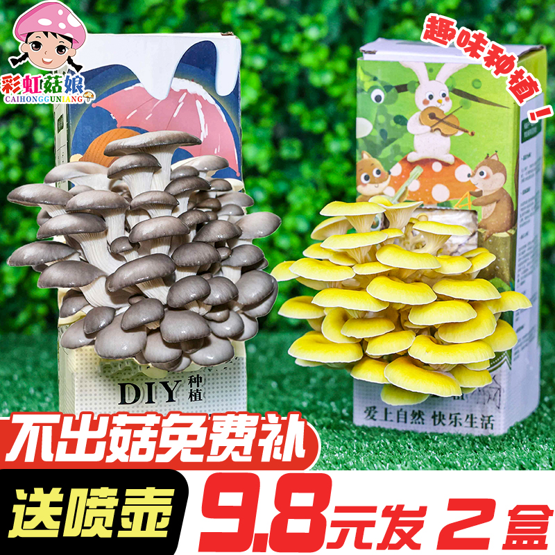 蘑菇盒子儿童趣味盆栽蘑菇种植包家用阳台自己种菌包袋