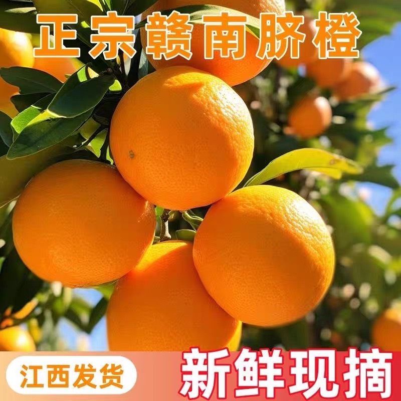 正宗赣南脐橙赣州产地直发当季新鲜水果橙子果园现摘现发