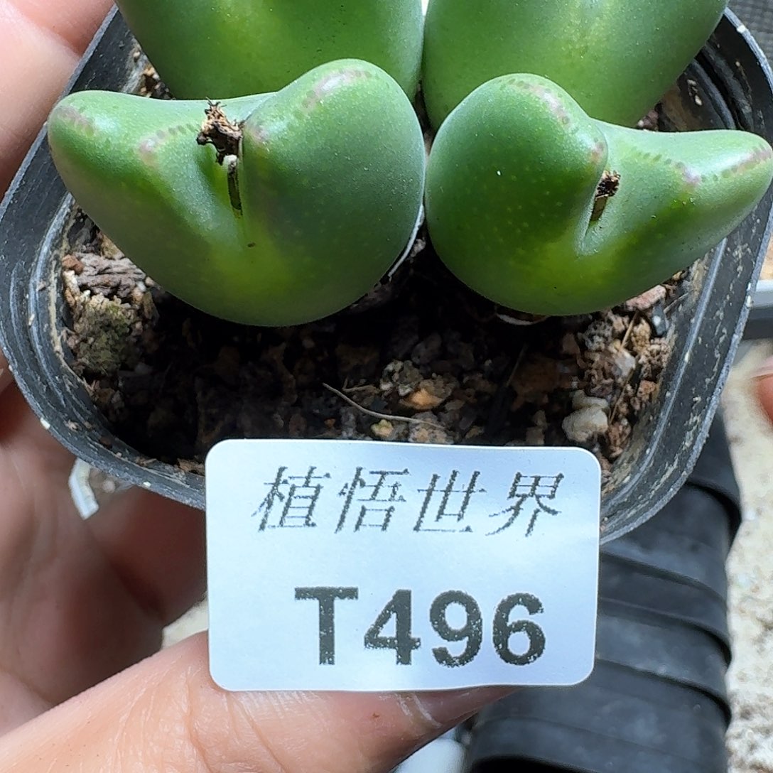 496号多肉植物哇cv