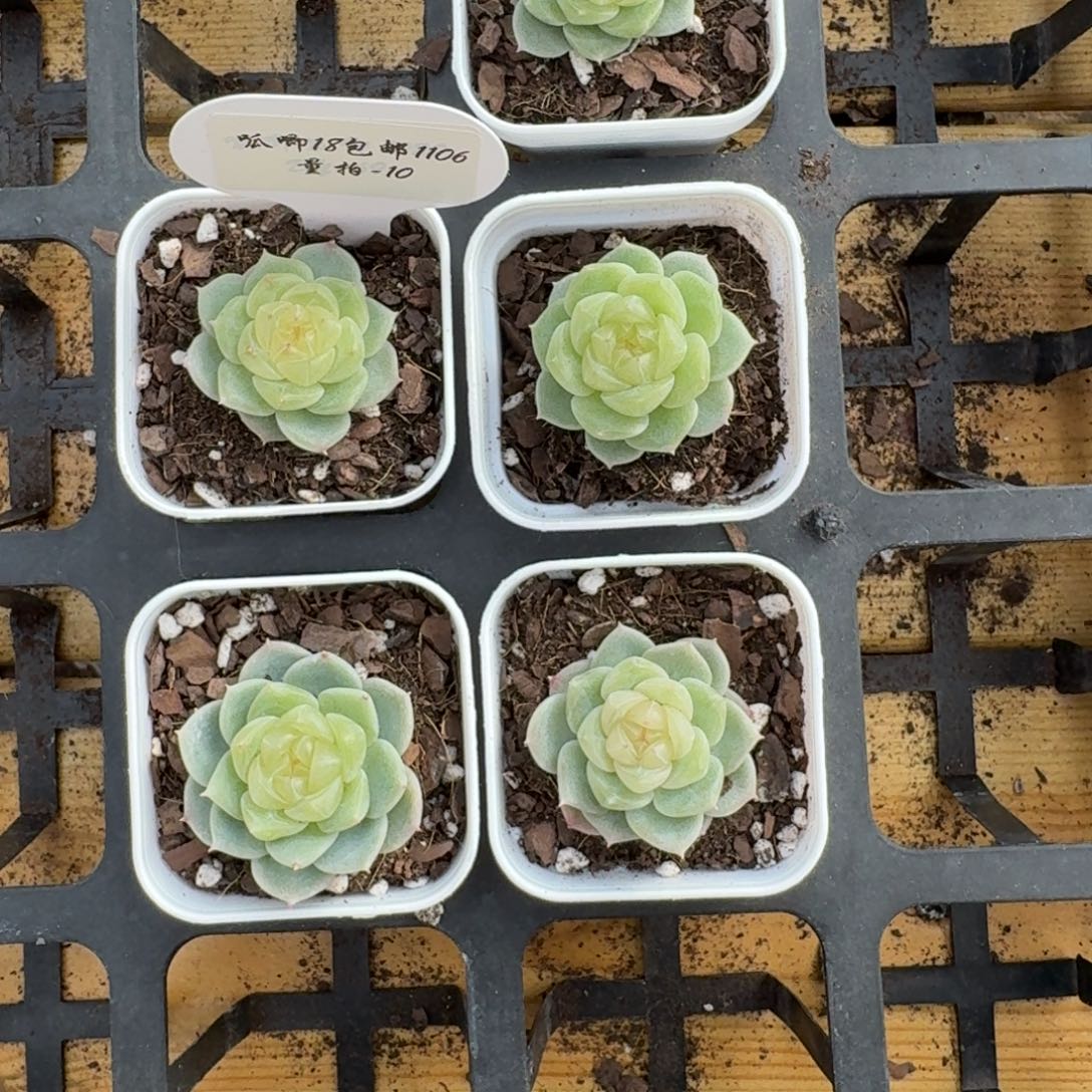 1106-10-财富单头量拍